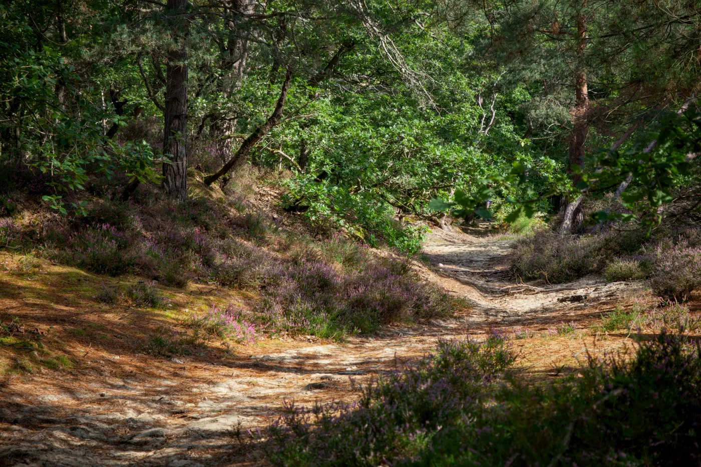 En forêt de Saint-Arnoult
